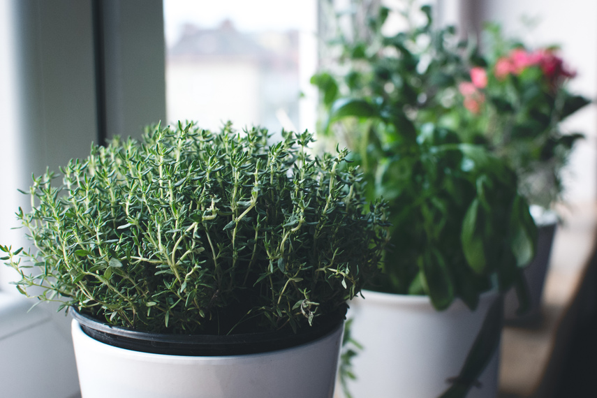 6 hierbas aromáticas para cultivar en casa