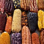 México-maíz