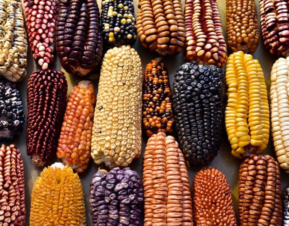 México-maíz