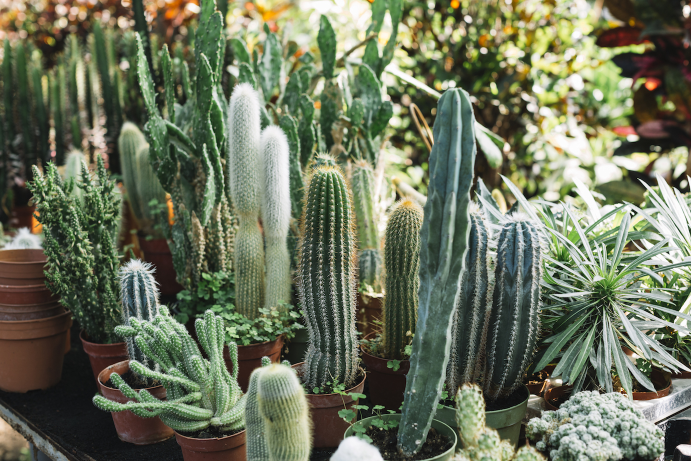 El cactus: usos y beneficios sorprendentes Club Velas El cactus: usos y beneficios sorprendentes Club Velas